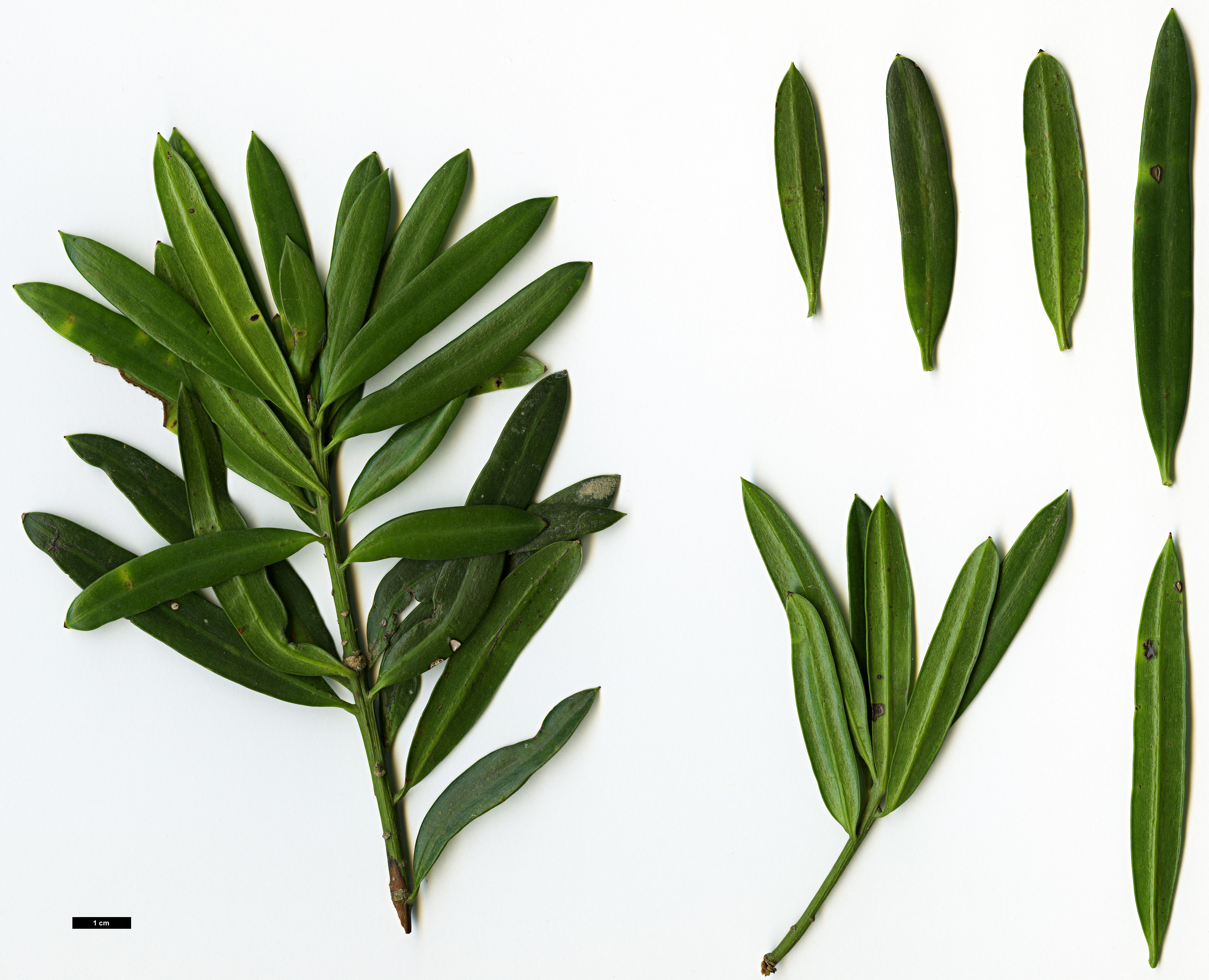 High resolution image: Family: Podocarpaceae - Genus: Podocarpus - Taxon: latifolius